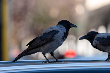 Close-up of a western jackdaw looking for food. Corvus monedula. Eurasian jackdaw