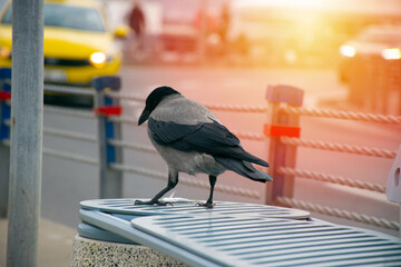 Crow eating fish. Crow with fish in mouth.