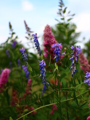 Fototapeta premium flowers in the garden
