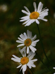 white yellow flowers macro