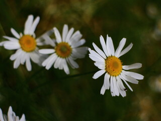Fototapeta premium macro white yellow flowers nature