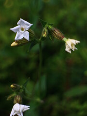 white forest macro flowers 