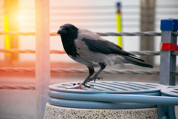 Crow eating fish. Crow with fish in mouth.