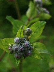 macro green flowers summer nature
