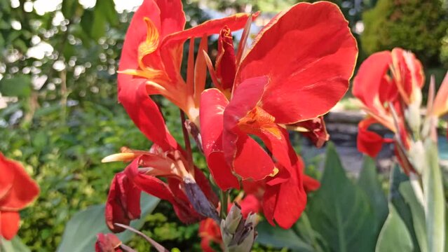 red canna lily in the garden