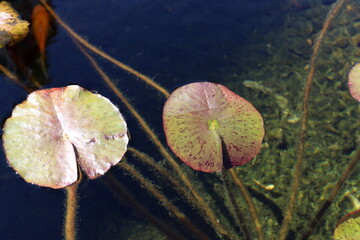 A water lily grows in a fresh water pond.