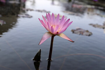A water lily grows in a fresh water pond.