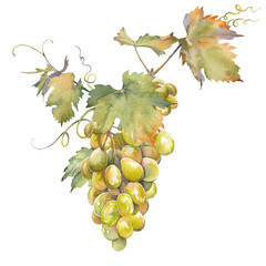 Bunch of green grapes with leaves. Isolated clip art. Hand painted watercolor illustration.
