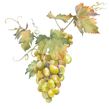 recommend clip art: Bunch of green grapes with leaves. Isolated clip art. Hand painted watercolor illustration.