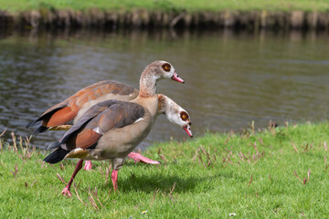A pair of adult Nile or Egyptian geese (Alopochen aegyptiaca) walks along a canal - 770894880