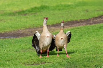 Joint clucking is an courtship element of Nile or Egyptian geese (Alopochen aegyptiaca). - 770895619