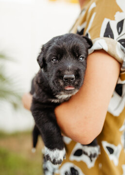 Rescue Dog