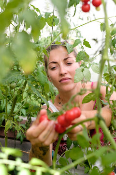 Young Woman Harvesting Ripe Tomatoes in a Greenhouse During Summer