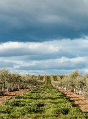 Fototapeta na wymiar Intensive olive plantation for the production of extra virgin olive oil and business creation, cultivation with European Union support