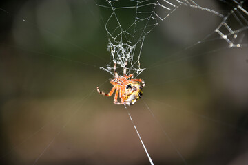 Marbled Orbweaver Spider in a Complex Web