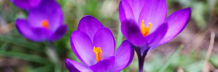 In the spring garden, vibrant purple crocus flowers bloom.