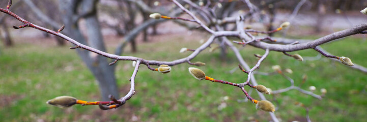 A tender spring bud on a tree branch heralds the season's renewal, nature's delicate promise.