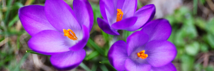 In spring, delicate purple crocus flowers bloom, adding a touch of beauty to nature's canvas.