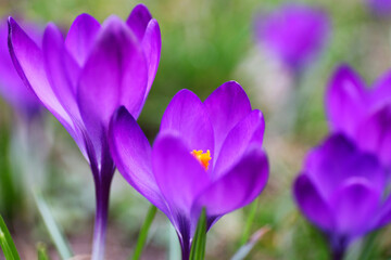 In spring, vibrant purple crocus blooms add splashes of color to nature's canvas, symbolizing rebirth.