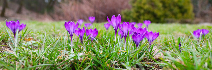 In the early spring, vibrant purple crocus flowers bloom, adding a burst of color to nature's...