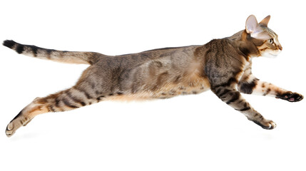 a bengal cat positively running a white background in a studio shot with a minimalist style
