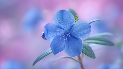   A tight shot of a blue blossom against green foliage, set against a softly blurred backdrop of pink and blue hues
