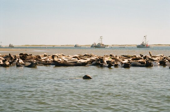 Seals resting on Monomay Bay