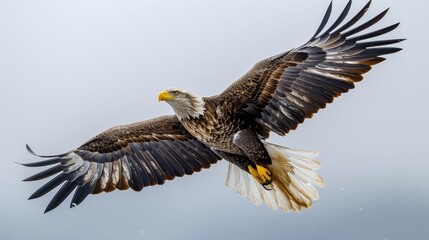 Obraz premium A bald eagle soars in the sky, wings extended, head slightly tilted