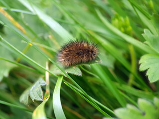 Hairy brown caterpillar on leaf