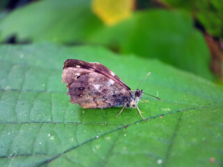 Speckled wood brown butterfly spring macro