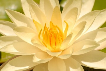 Obraz premium Lotus