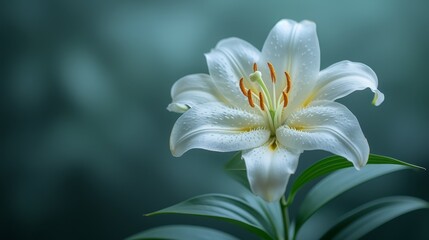   A white lily in close-up, dewdrops glistening on its petals A green leaf lies prominent in the foreground