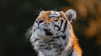 Fototapeta premium A tight shot of a tiger's face with trees in the foreground blurred behind