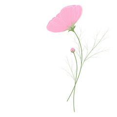 Cosmea flower. Vector stock illustration. Isolated on a white background. Field botany.