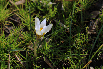 white crocus close up growing in the garden	
