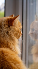 Contemplative Cat by the Window