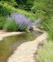 Russian sage in Durbuy, Belgium 