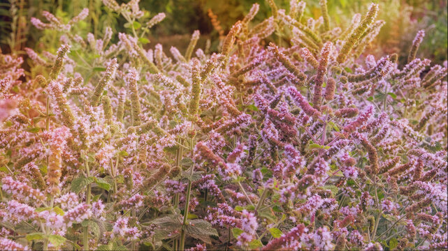 Hyssop in meadow. Hyssop background in flowers garden. Aromatic flowers in rural garden.