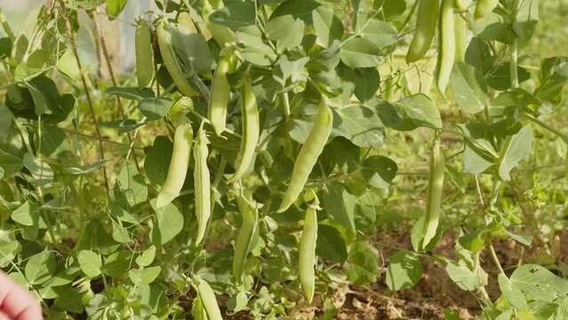 Pods of green peas growing in vegetable garden.