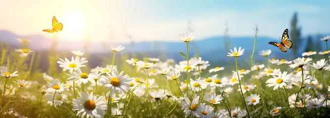 Foto op Plexiglas Sunlit field of daisies with fluttering butterflies. Chamomile flowers on a summer meadow in nature, panoramic landscape © Rana