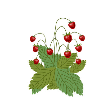 Botanical garden, delicious ripe berries, vector illustration.