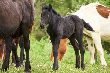 Naklejka na ściany i meble Baby horse in the countryside of Rome, Italy