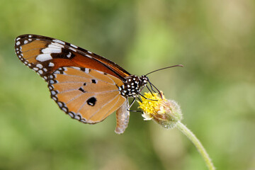 Kleiner Monarch an einer Tridax procumbens
