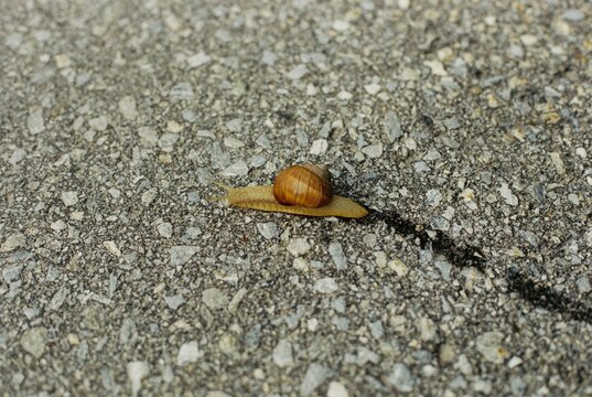 Snail on the road
