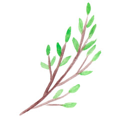 Watercolor twig with young green leaves isolated on transparent background. Hand-drawn graphics of branch. Spring concept