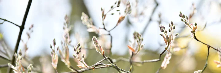 Foto op Canvas Wunderschön kunstvolles Web Banner in lila und grauer Blütenpracht mit verschwommenem hellgrauem Frühlings-Hintergrund und viel Platz für Text © Sven Böttcher