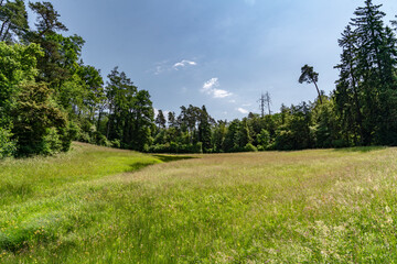 Blumenwiese am Waldrand