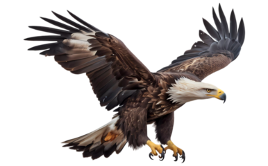 bald eagle isolated on white transparent background PNG high quality 