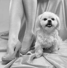 A young beautiful girl in beige high-heeled shoes with a white small dog on a pink background.