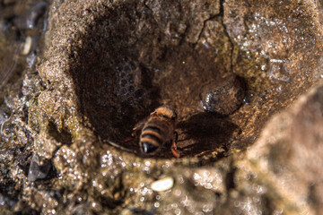 Bee drink water